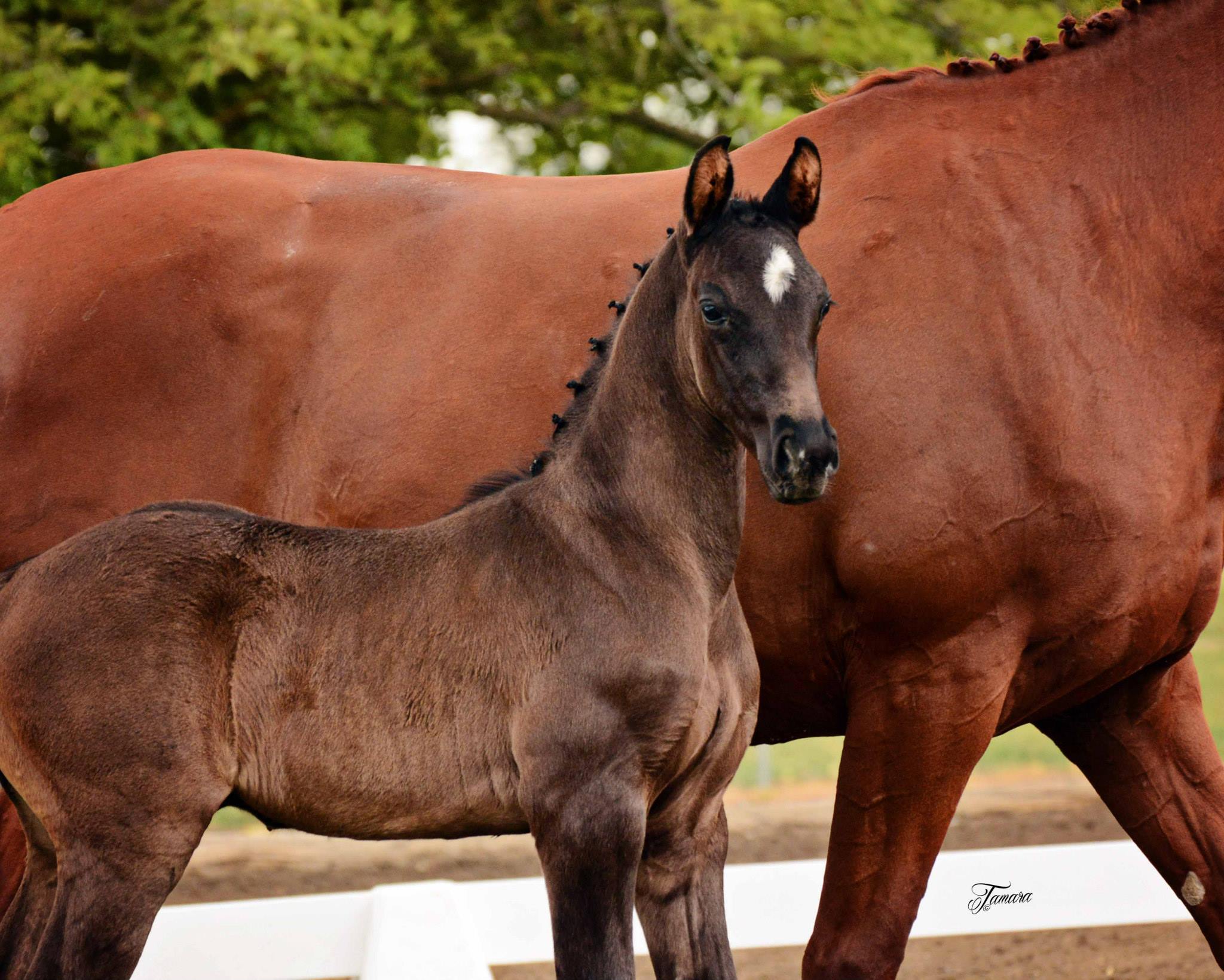 Massa Sport Horses, California